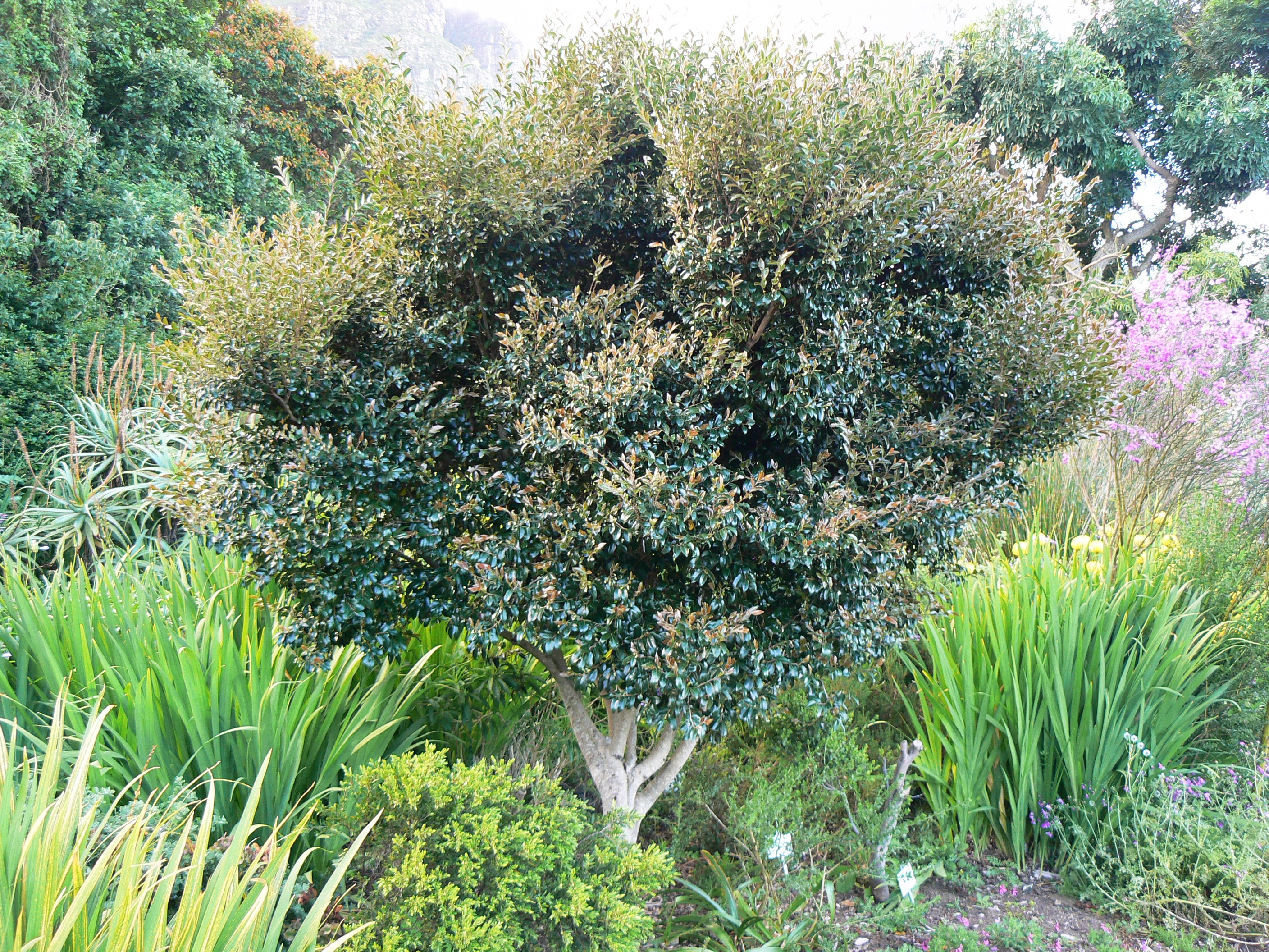 دیوسپیروس ویتینا